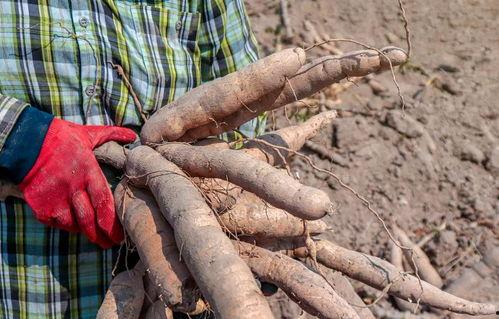 木薯种植视频,从播种到收获的实用指南