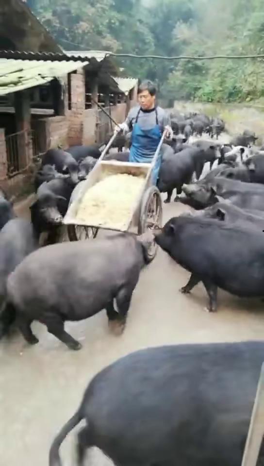 骑猪搞笑视频,爆笑骑猪视频，欢乐无限