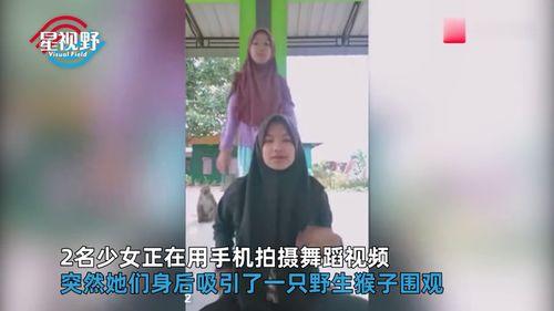 猴子舞蹈视频,揭秘灵长类动物的独特舞蹈魅力