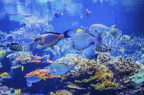 鱼的世界视频,鱼的世界视频深度解析