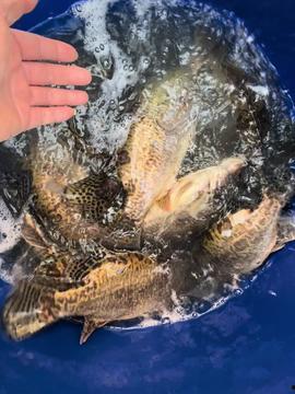 鱼的世界视频,鱼的世界视频深度解析