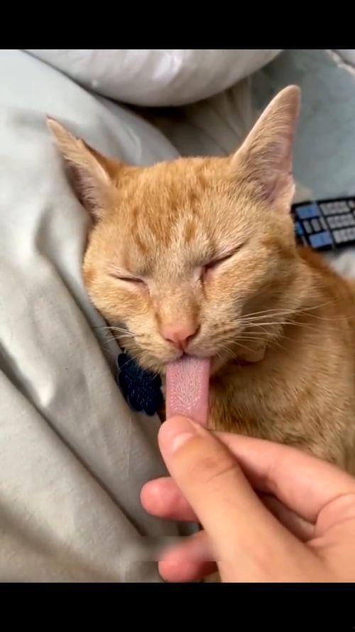 萌宠搞笑视频大全,搞笑视频大全，笑出腹肌的萌宠瞬间