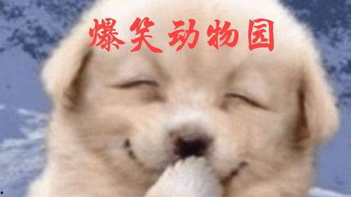 萌宠搞笑视频大全,搞笑视频大全，笑出腹肌的萌宠瞬间