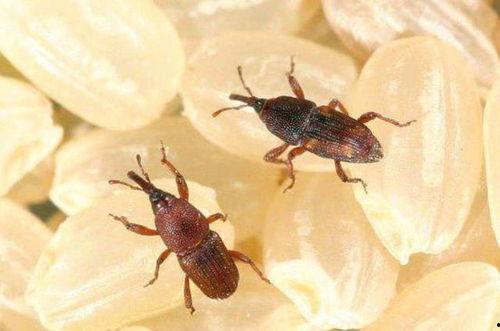 黑壳虾吃瓜虫吗有毒吗,黑壳虾食用瓜虫的安全性探讨