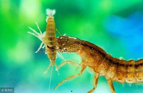 黑壳虾吃瓜虫吗有毒吗,黑壳虾食用瓜虫的安全性探讨