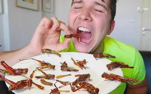 黑壳虾吃瓜虫吗有毒吗,黑壳虾食用瓜虫的安全性探讨