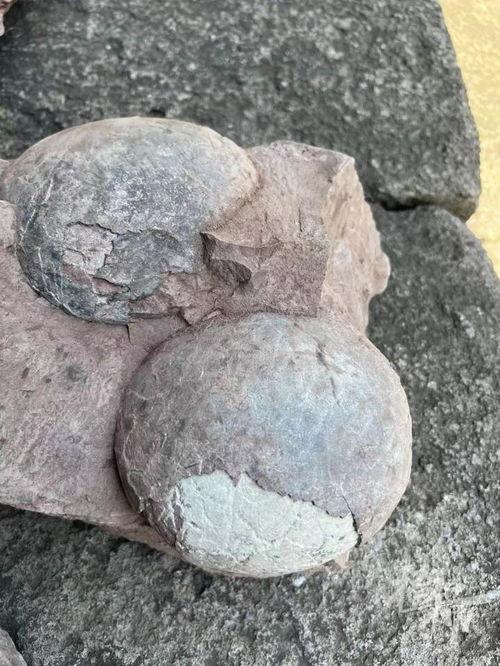 恐龙蛋的视频,恐龙蛋视频揭秘