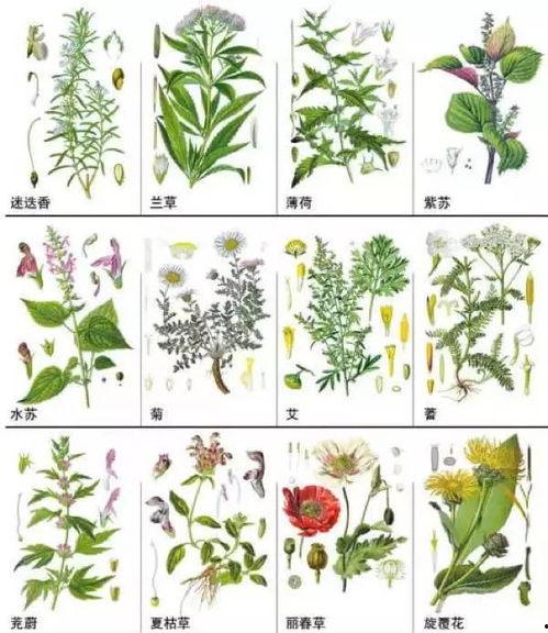 中草药视频,视频揭秘传统养生智慧