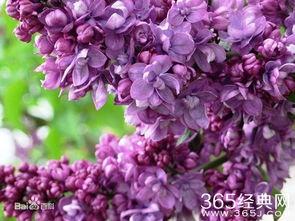 中草药视频,视频揭秘传统养生智慧