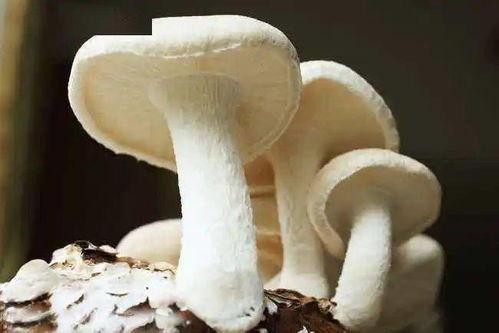 17cgcg吃瓜爆料蘑菇视频,蘑菇视频背后的惊人真相