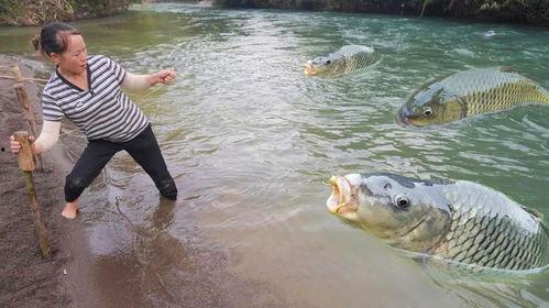 陷阱抓鱼视频,视频教你轻松捕捞