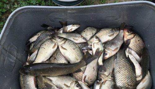 钓大鲫鱼视频,视频教学助你轻松上钩