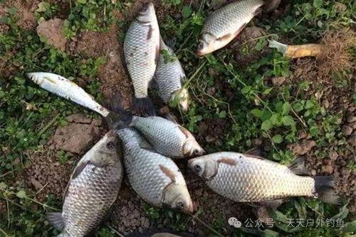 钓大鲫鱼视频,视频教学助你轻松上钩