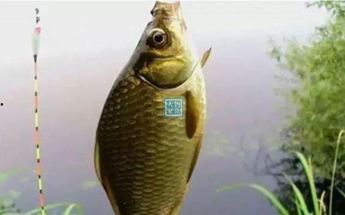 钓大鲫鱼视频,视频教学助你轻松上钩