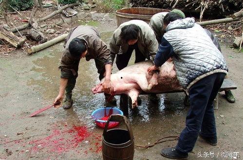 农村杀猪视频大全,传统习俗与美食文化的完美融合