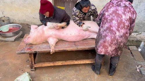 农村杀猪视频大全,传统习俗与美食文化的完美融合