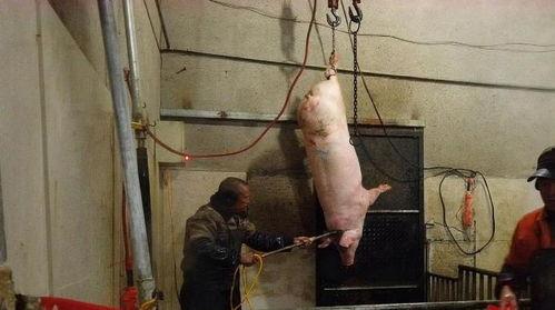 农村杀猪视频大全,传统习俗与美食文化的完美融合