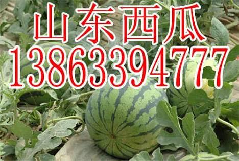 山东寿光今日瓜价,新鲜直供，价格行情一览