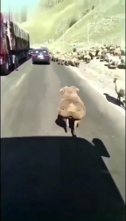 走路很拽的视频,走路拽拽的潮流达人