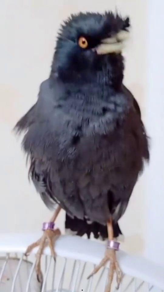 八哥的视频,揭秘日常生活小技巧，轻松提升生活品质