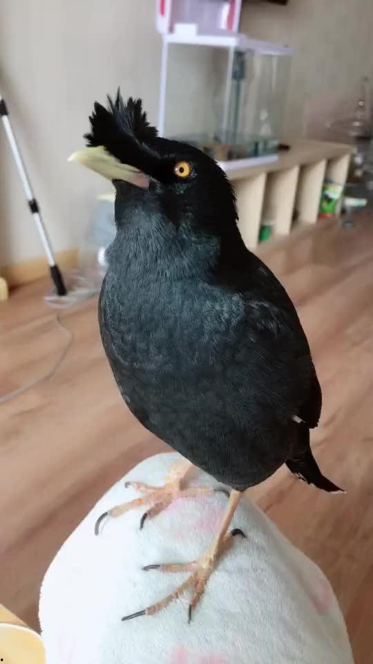 八哥的视频,揭秘日常生活小技巧，轻松提升生活品质