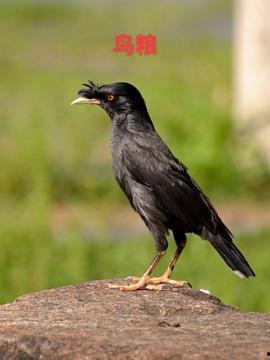 八哥的视频,揭秘日常生活小技巧，轻松提升生活品质