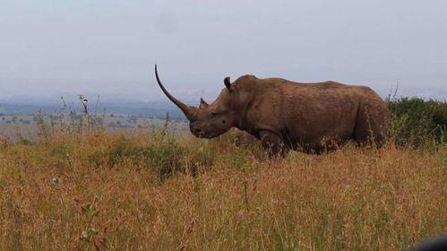 大犀牛视频,揭秘非洲草原上的巨兽传奇