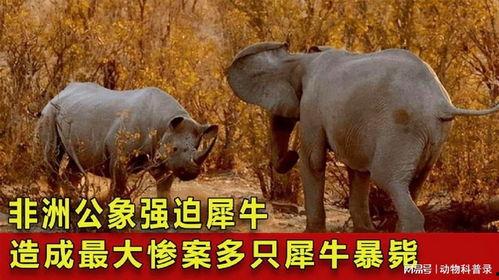 大犀牛视频,揭秘非洲草原上的巨兽传奇