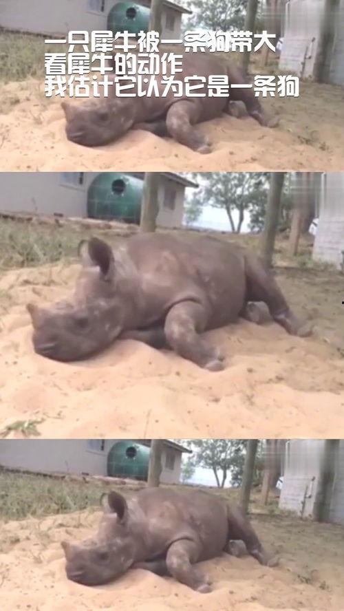 大犀牛视频,揭秘非洲草原上的巨兽传奇