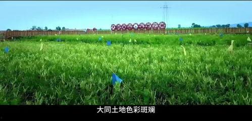 青草草视频在线观看,在线畅享清新视觉盛宴