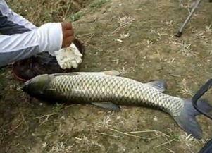 钓小鱼视频,轻松入门，享受垂钓乐趣