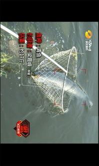 钓小鱼视频,轻松入门，享受垂钓乐趣