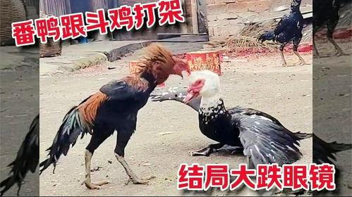 斗鸡打架视频