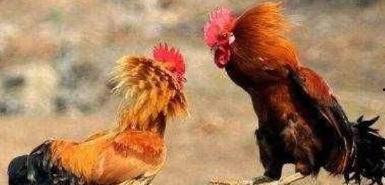 斗鸡打架视频