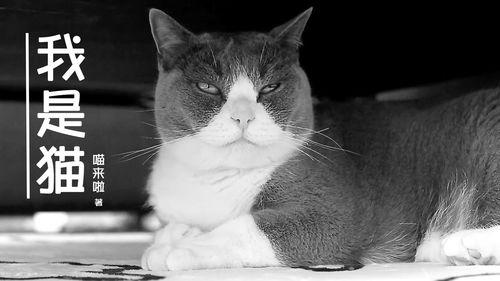 会说话的猫视频,揭秘会说话的猫的神奇魅力