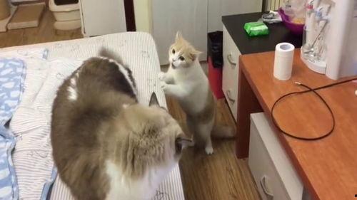 会说话的猫视频,揭秘会说话的猫的神奇魅力