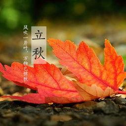 今日立秋贴秋膘吃秋瓜,贴秋膘、吃秋瓜，养生之道尽在其中