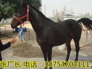 养马的视频,揭秘养马日常与训练技巧