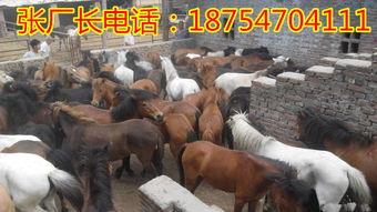 养马的视频,揭秘养马日常与训练技巧