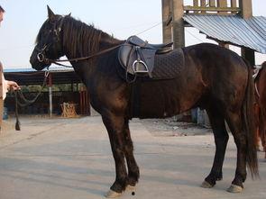 养马的视频,揭秘养马日常与训练技巧