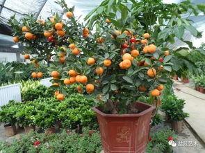 金桔修剪视频,视频教程详解