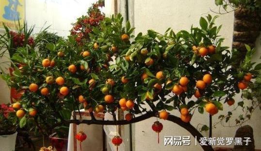 金桔修剪视频,视频教程详解