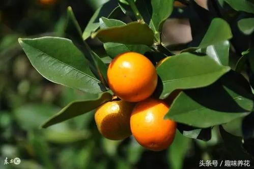 金桔修剪视频,视频教程详解