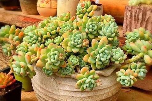 多肉植物怎么浇水视频,视频教程详解