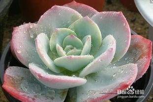 多肉植物怎么浇水视频,视频教程详解