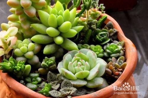 多肉植物怎么浇水视频,视频教程详解