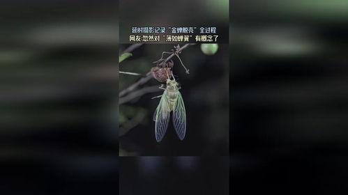 蝉翼视频,捕捉生活瞬间，展现光影魅力