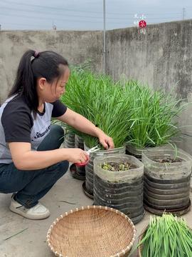 韭菜种植视频