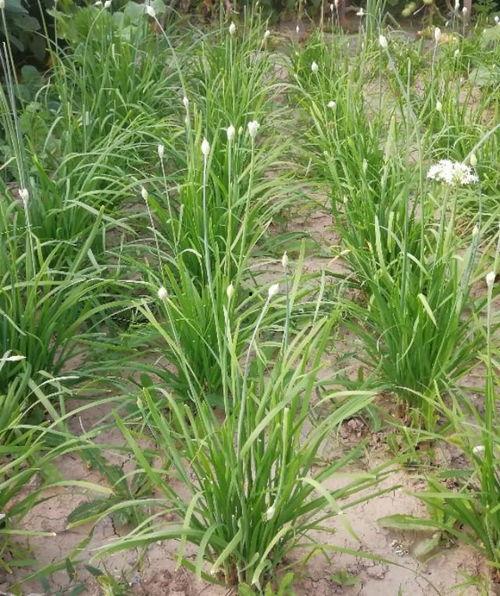 韭菜种植视频