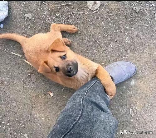 打狗狗视频,关爱动物，从尊重生命开始